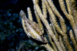 Camouflaged juvenile Slender Filefish on Bloody Bay of Li... by Allan Vandeford 